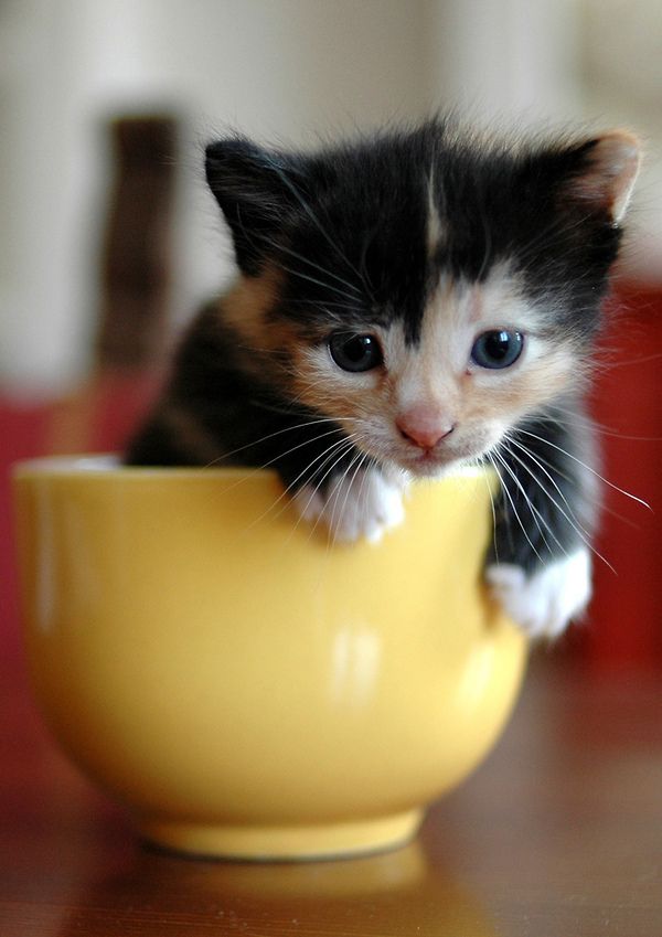 Petit chat noir et blanc dans un bol
Little black and white cat in a bowl
© Photo under Copyright